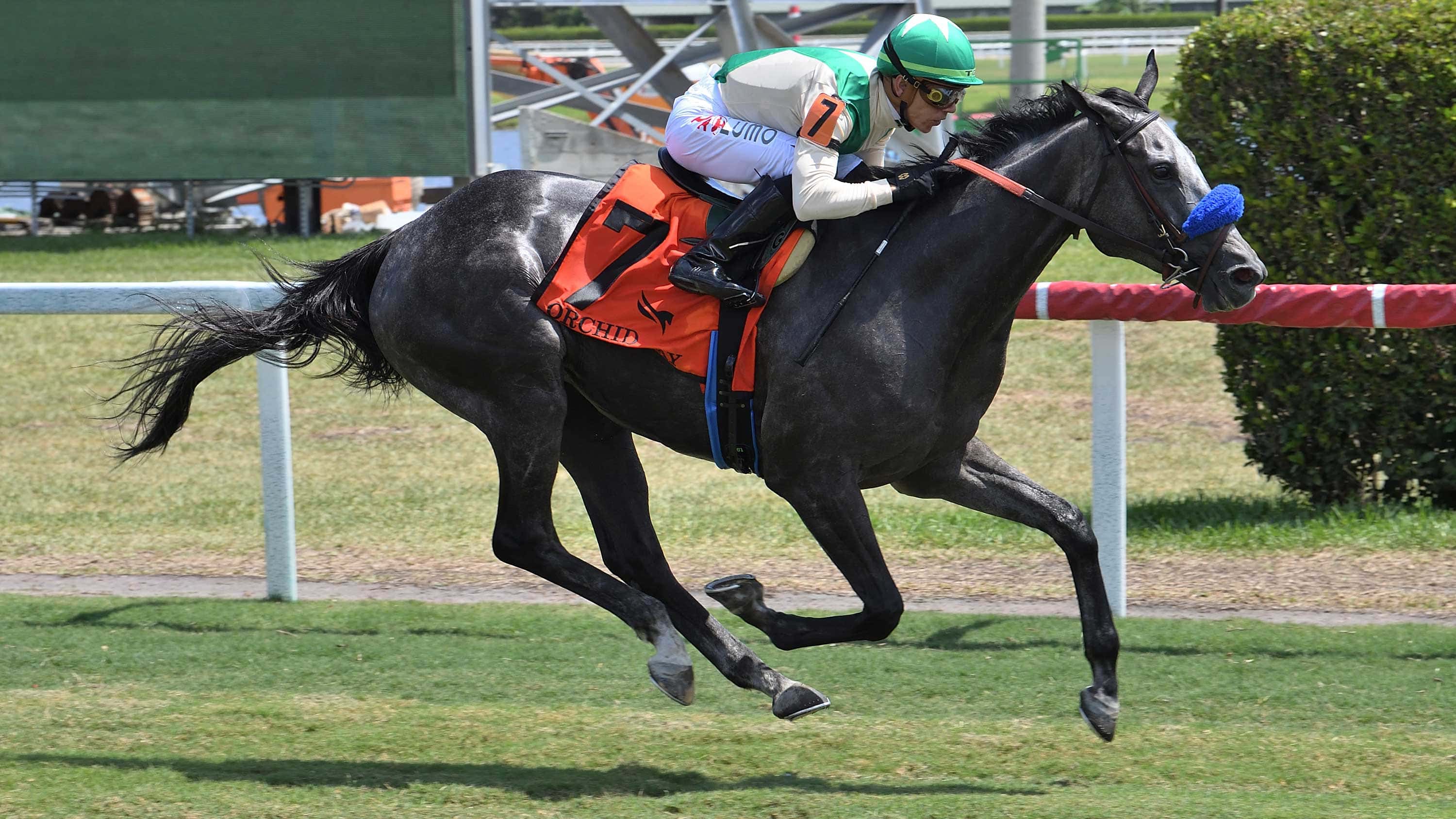 Family-Way-the-Orchid