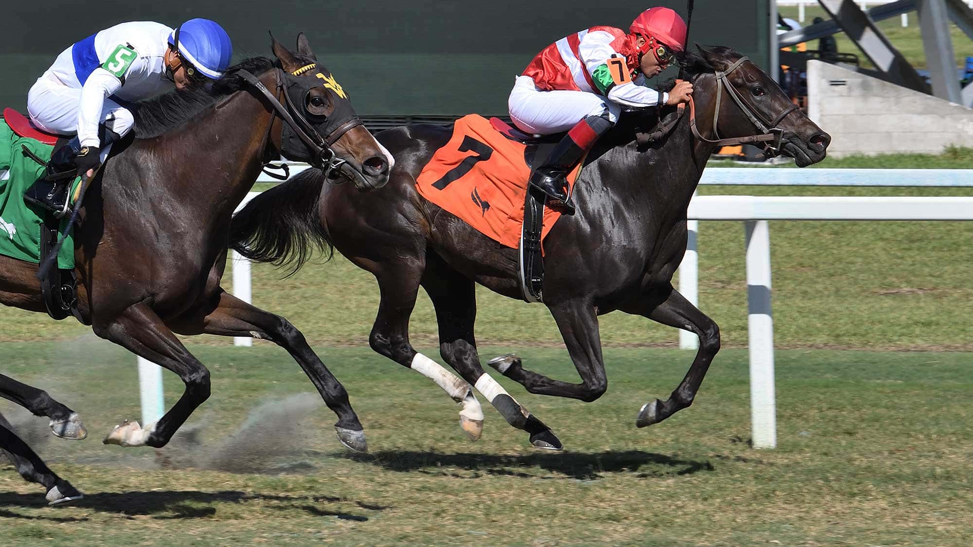 Last-Leaf-the-Melody-of-Colors-2