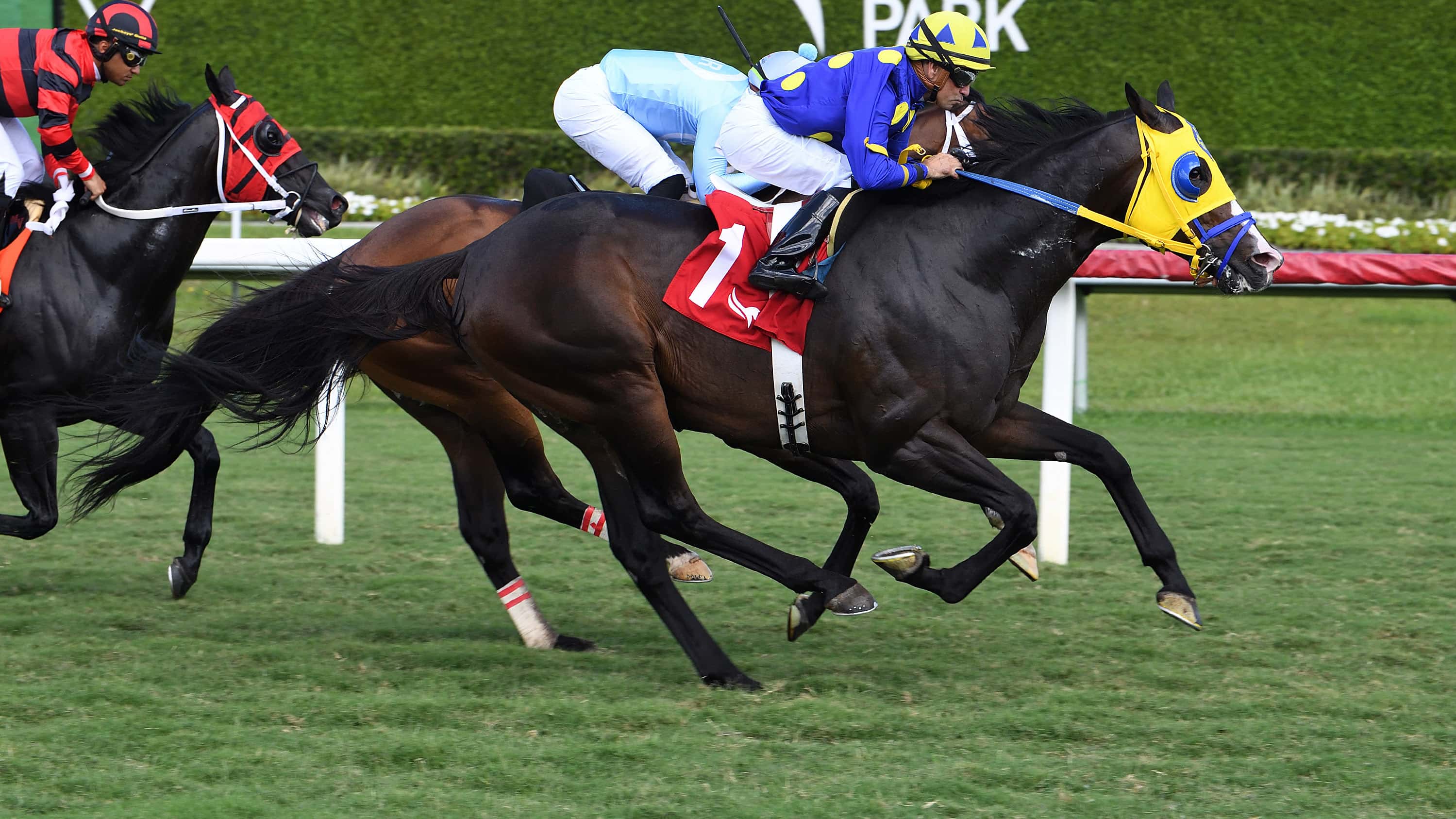 Okiro-the-Go-Cats-Go