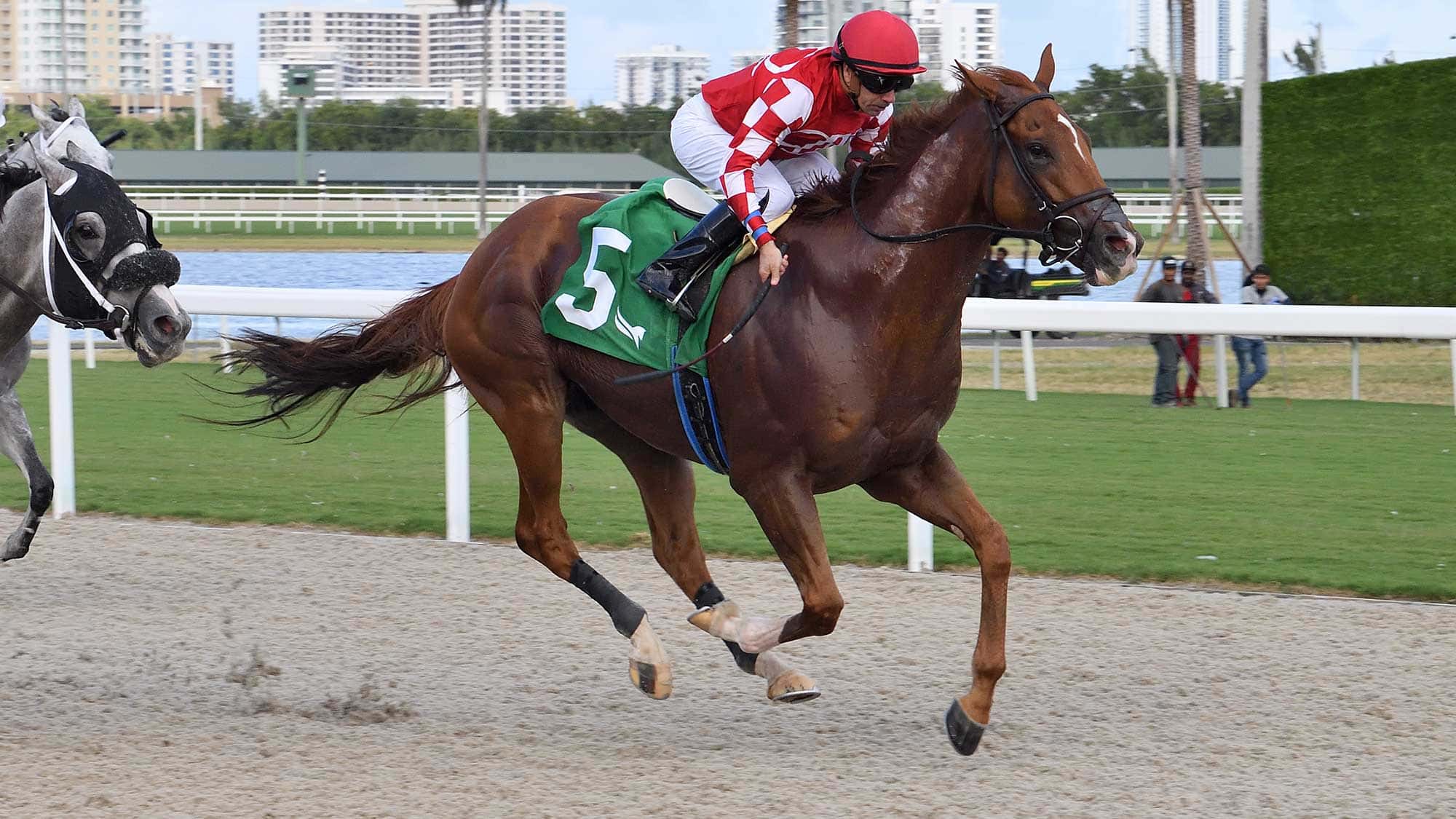 Skyro-the-Sabal-Palm