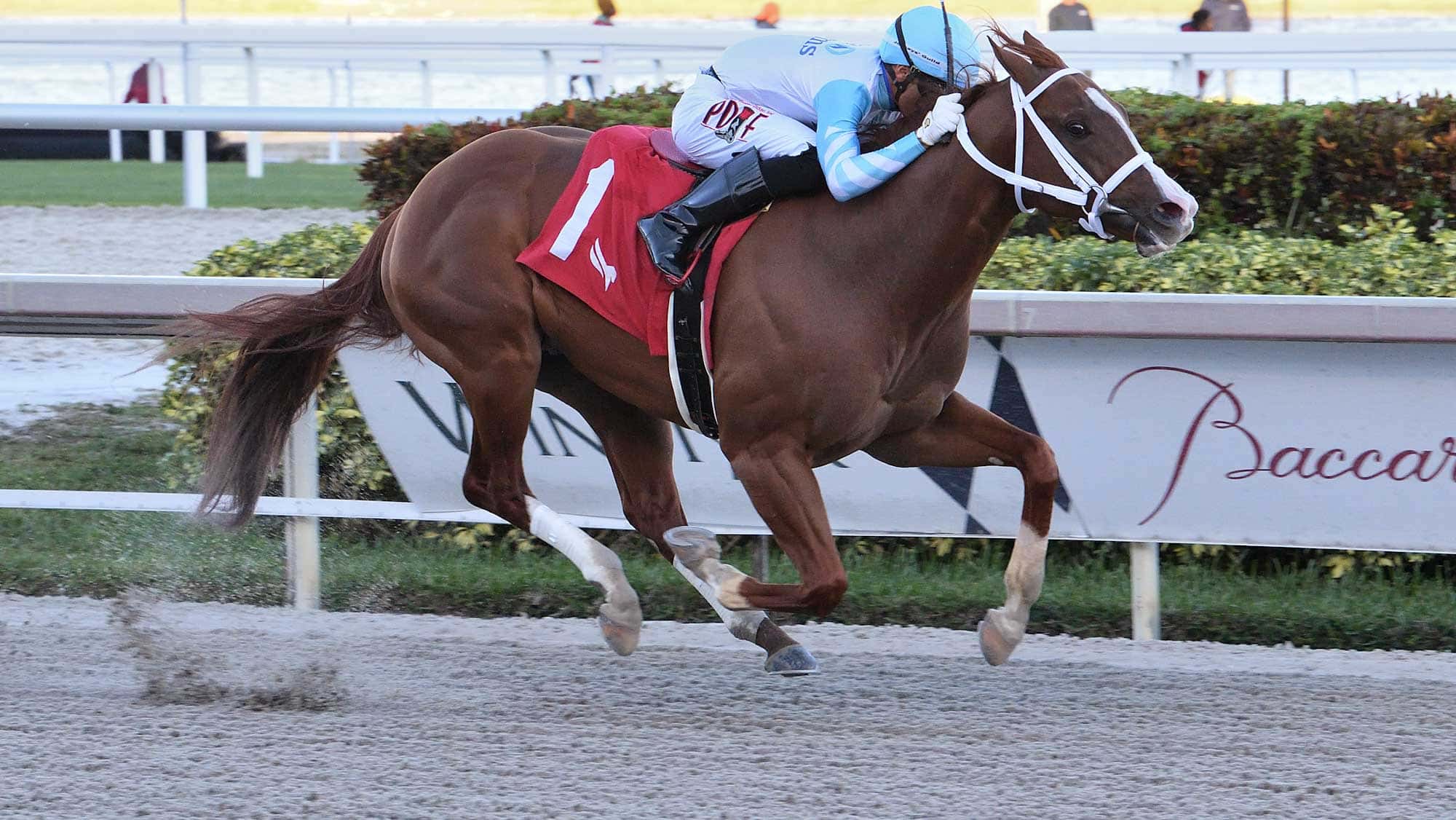 Lightening-Larry-the-Sunshine-Sprint