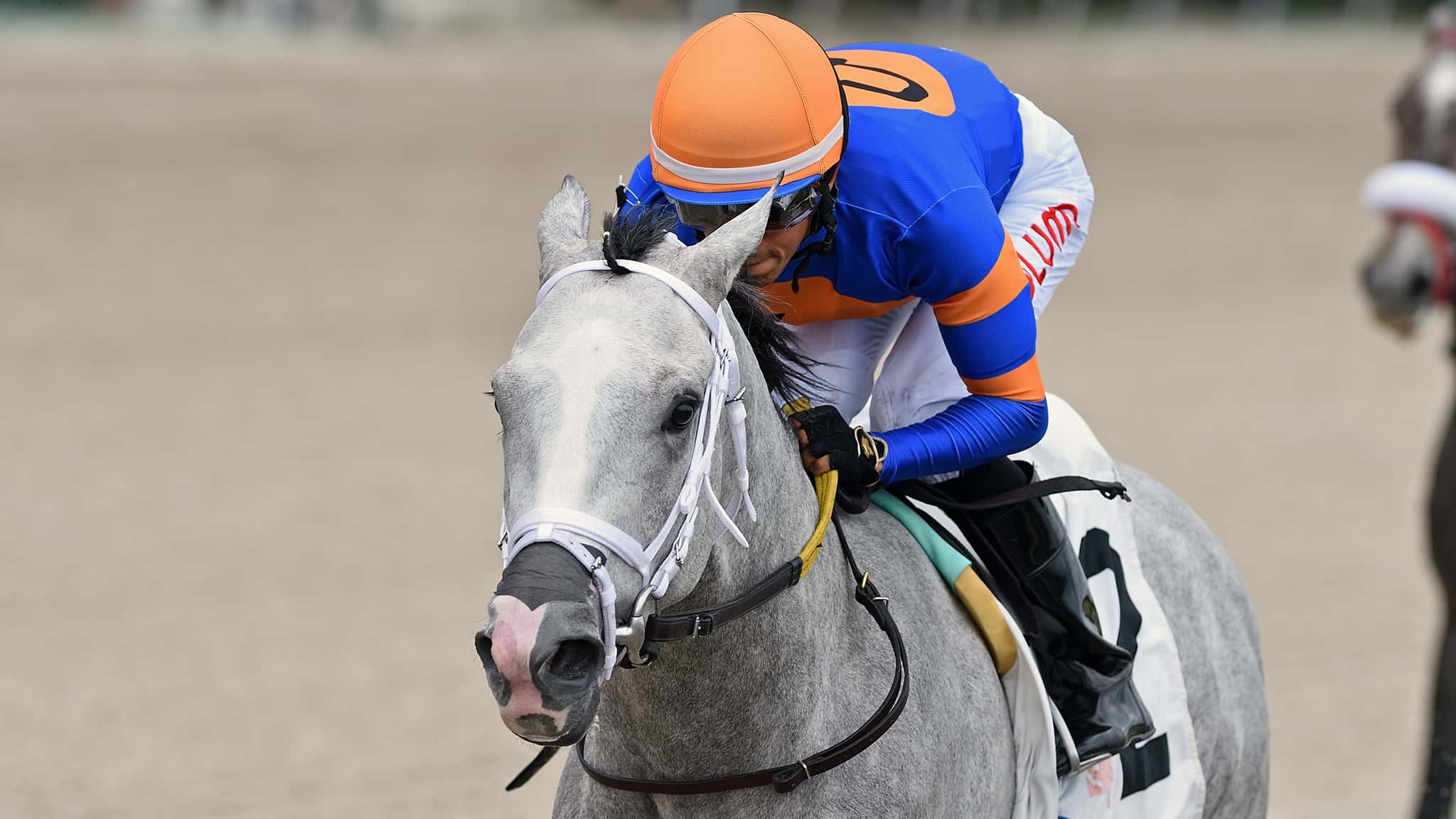 Horse Racing Entries Results And Stakes Schedules Gulfstream Park horse-racing-entries-results-and-stakes-schedules-gulfstream-park