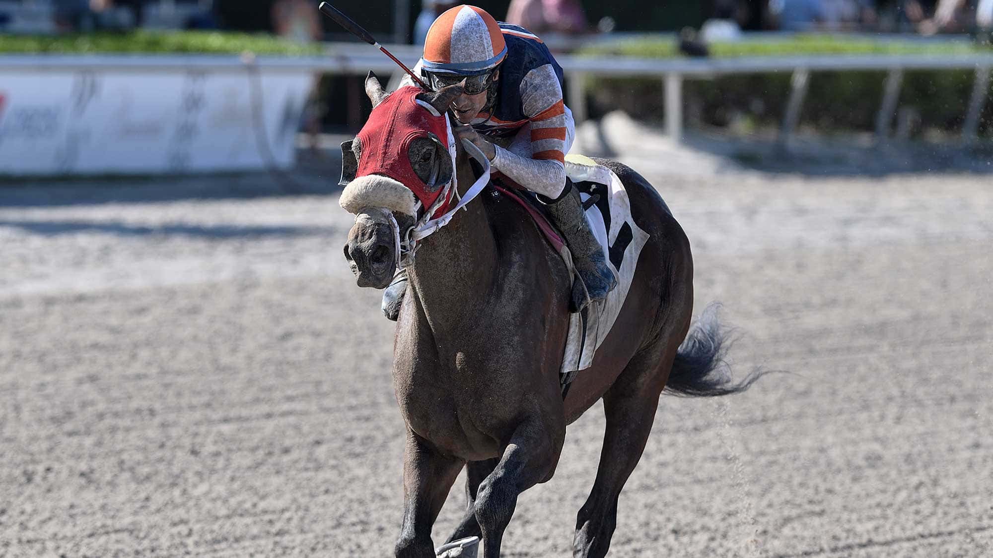 Steal-Sunshine-the-Carry-Back-2