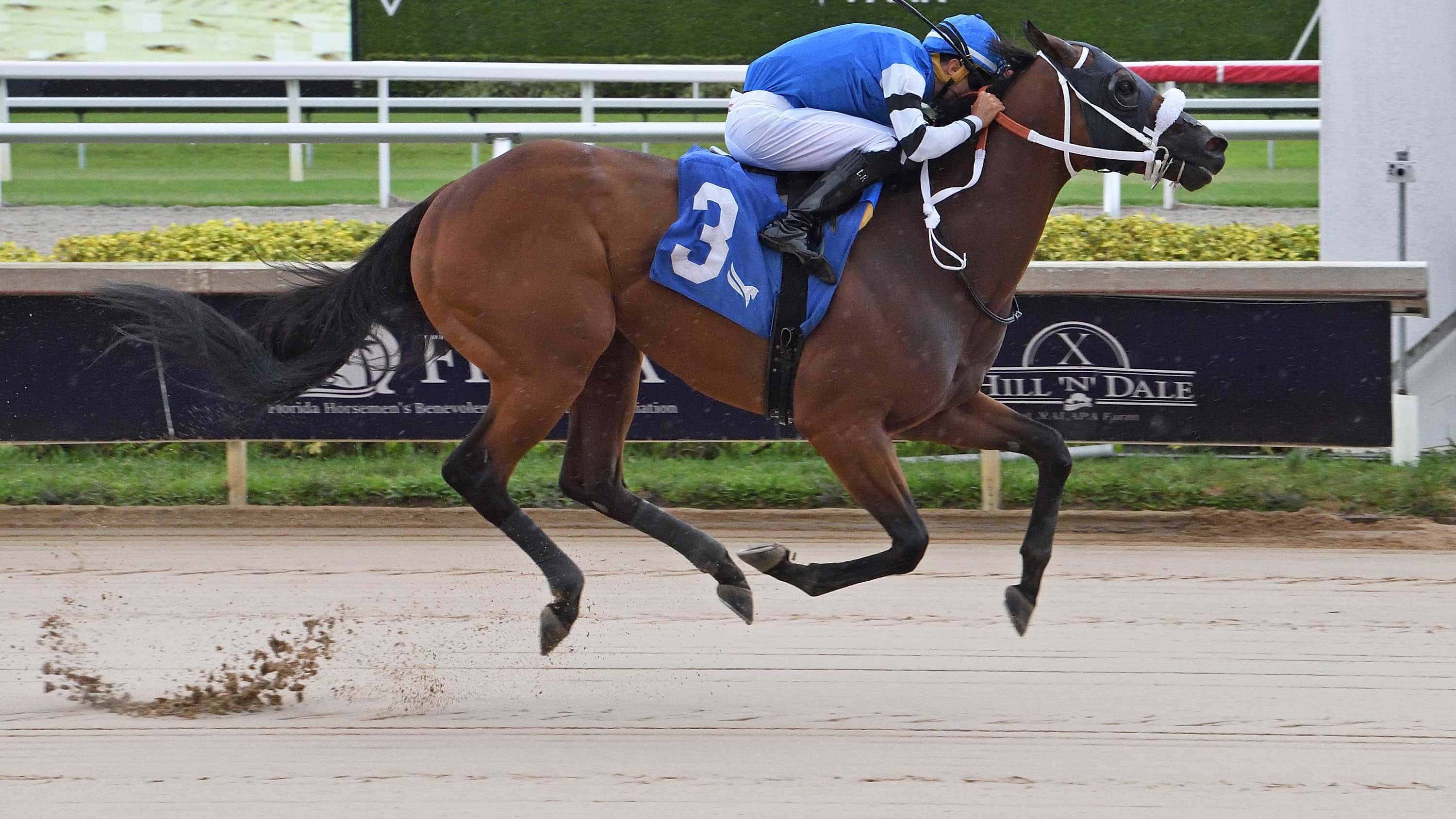 Viking Cruises to Victory in $70,000 Black Diamond Cat