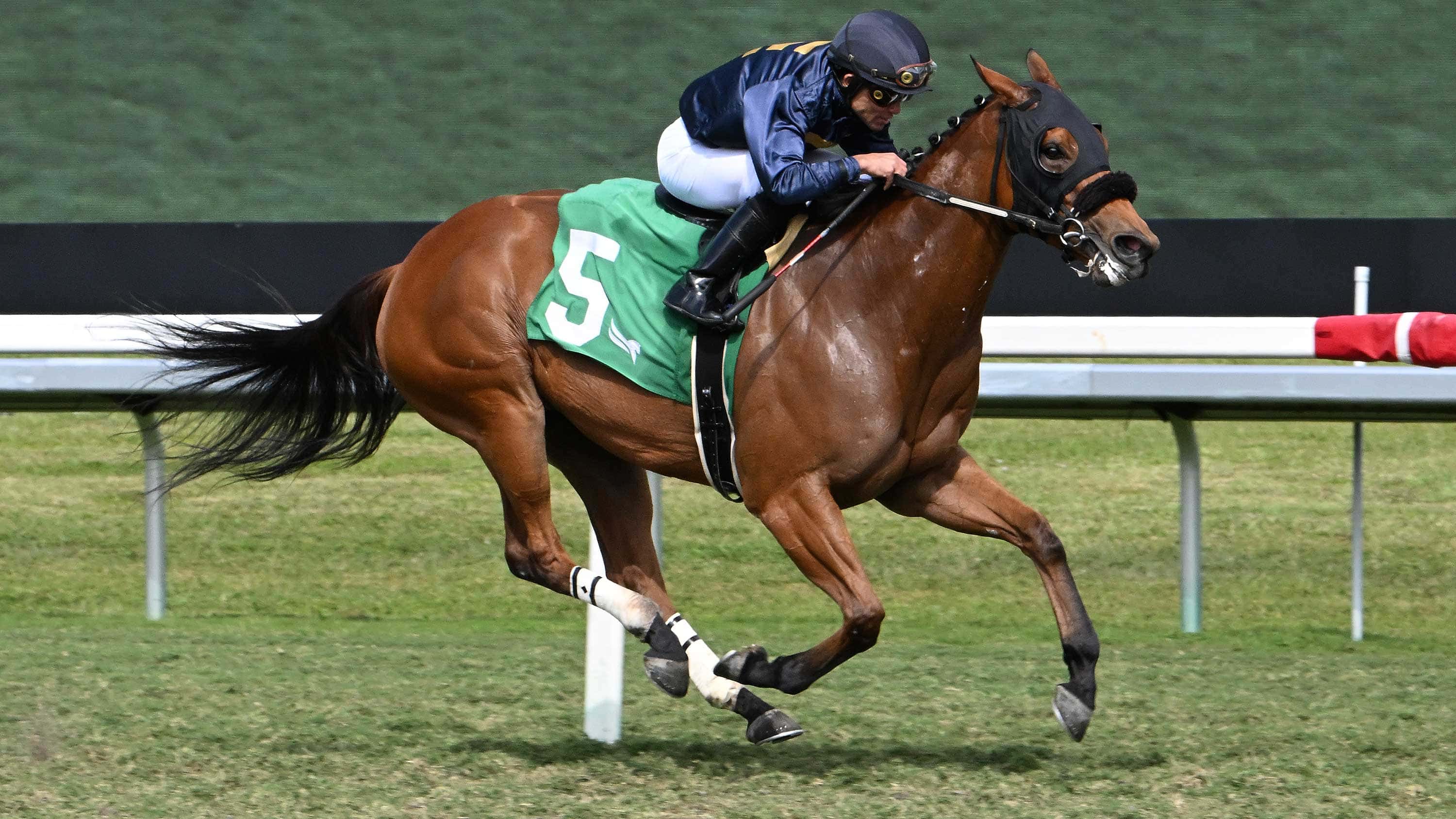 Eponas-Hope-the-Captiva-Island-