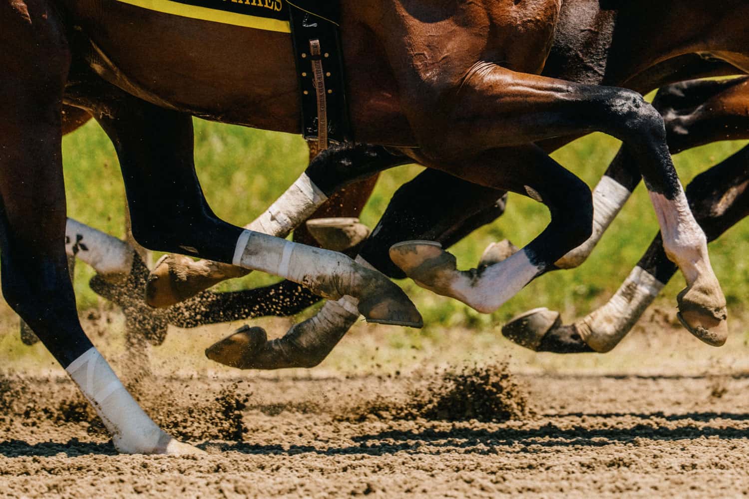 Close detail of thoroughbred hooves on the track