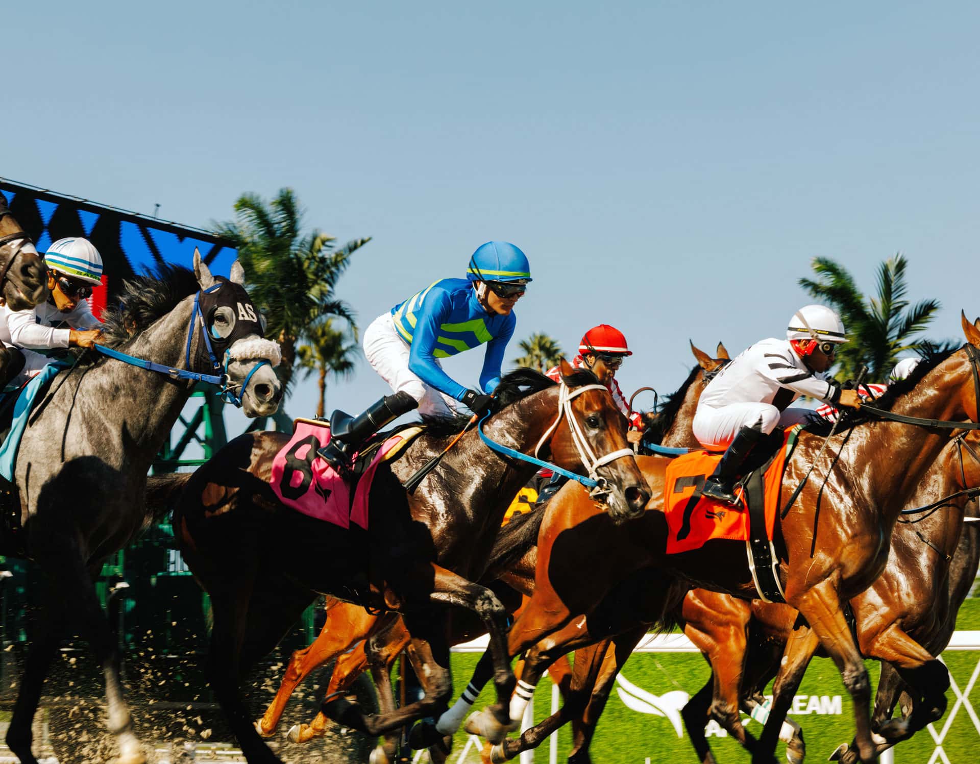 Thoroughbreds racing at Gulfstream Park during the Sunshine Meet