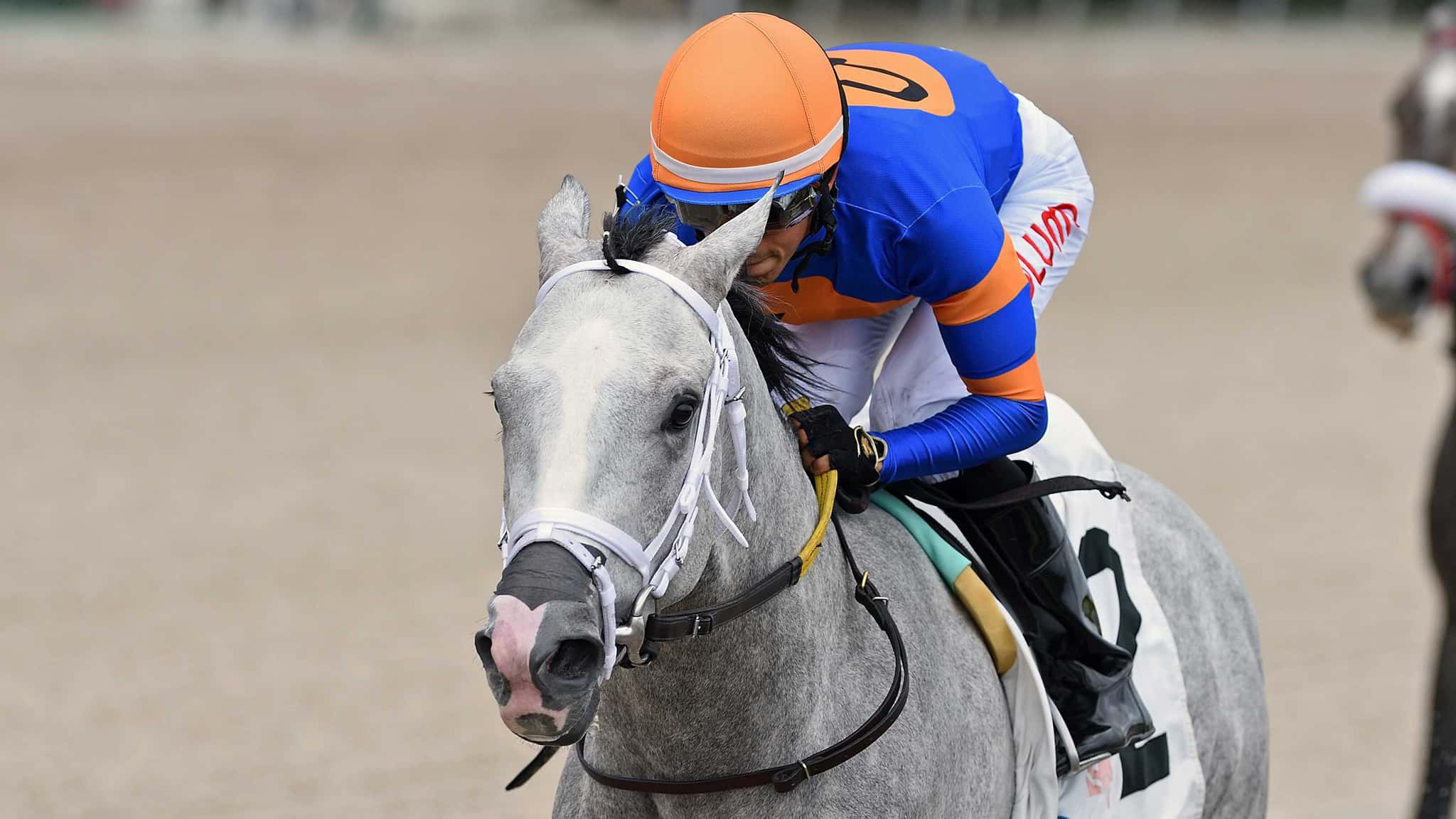 Horse Racing Entries Results And Stakes Schedules Gulfstream Park horse-racing-entries-results-and-stakes-schedules-gulfstream-park