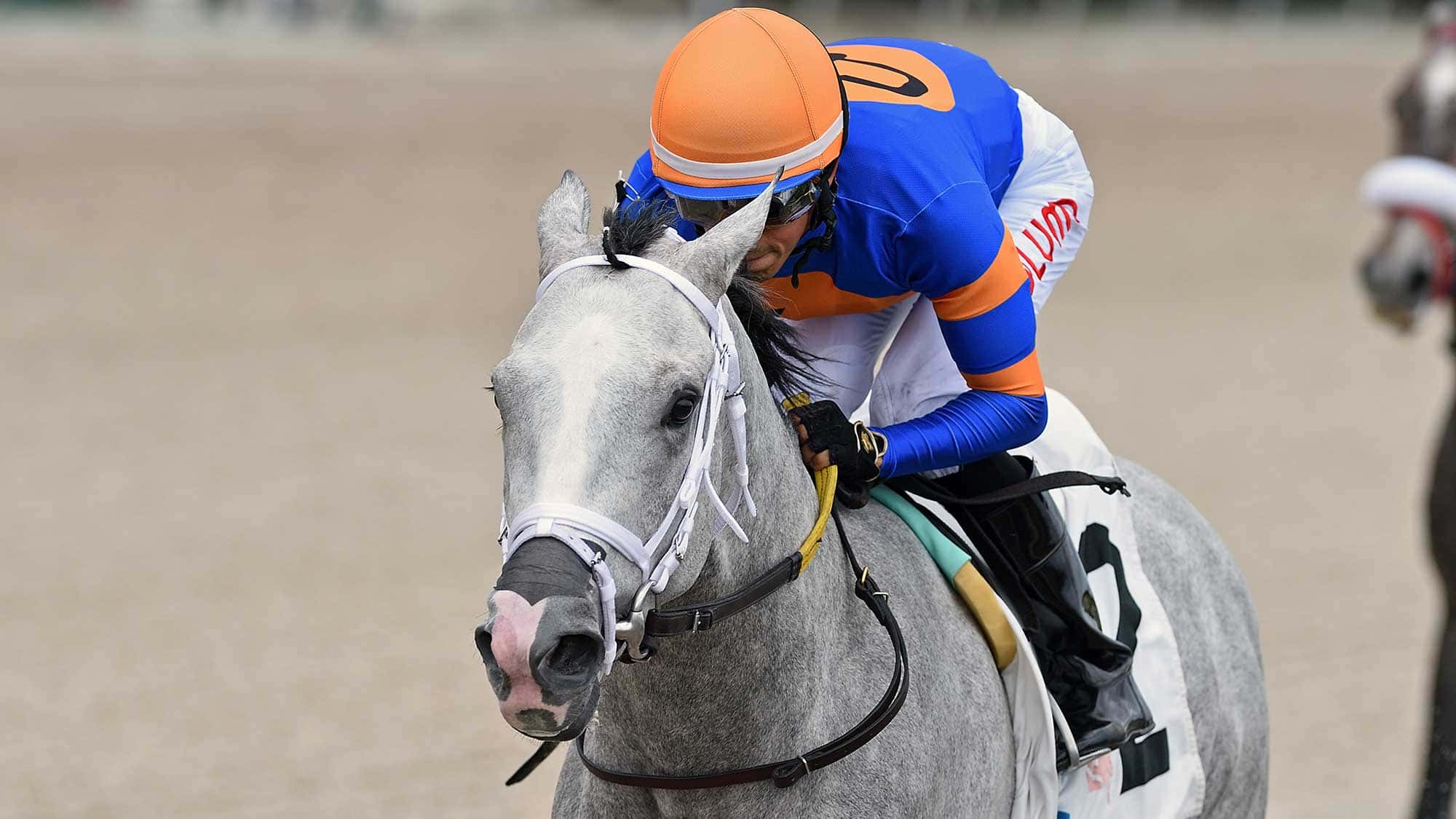 Horse Racing Entries Results And Stakes Schedules Gulfstream Park horse-racing-entries-results-and-stakes-schedules-gulfstream-park